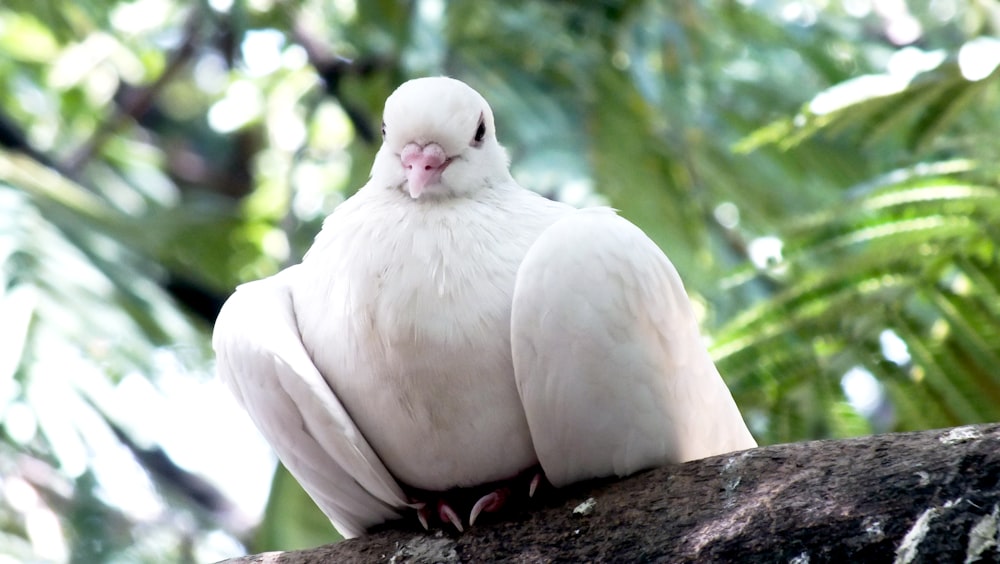 white dove