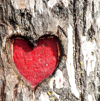 heart engraved tree trunk