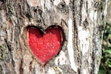 heart engraved tree trunk