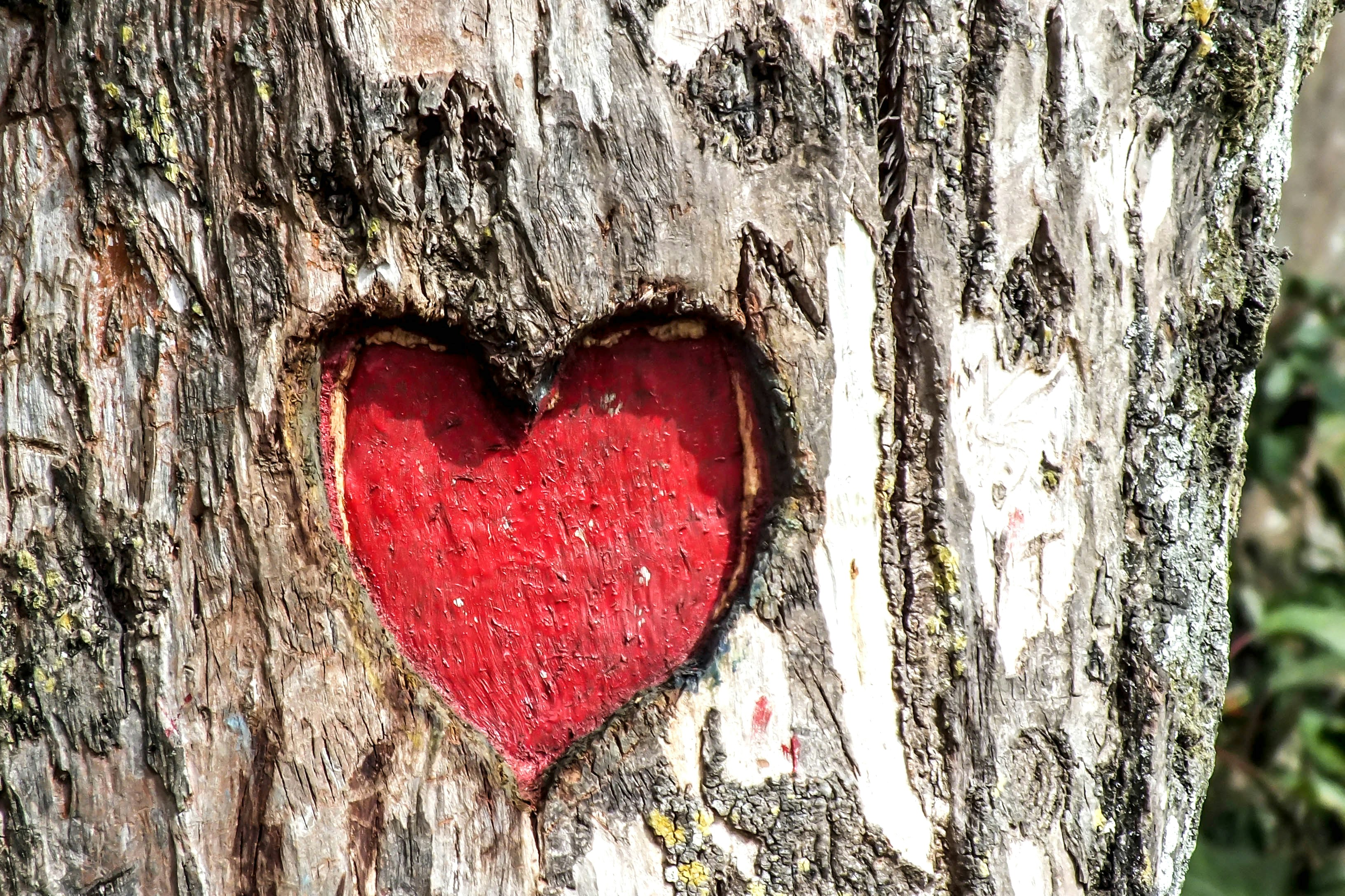 A heart (love) shaped carving on the trunk of a tree, a description of love.