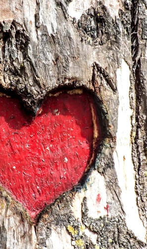 heart engraved tree trunk