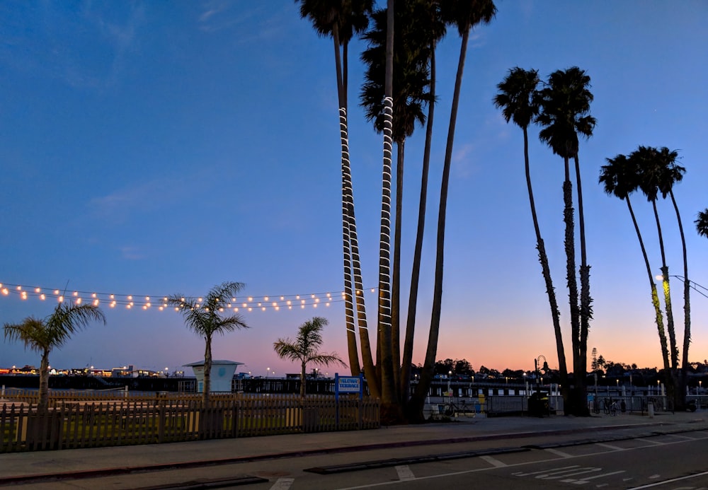 palm trees near the road