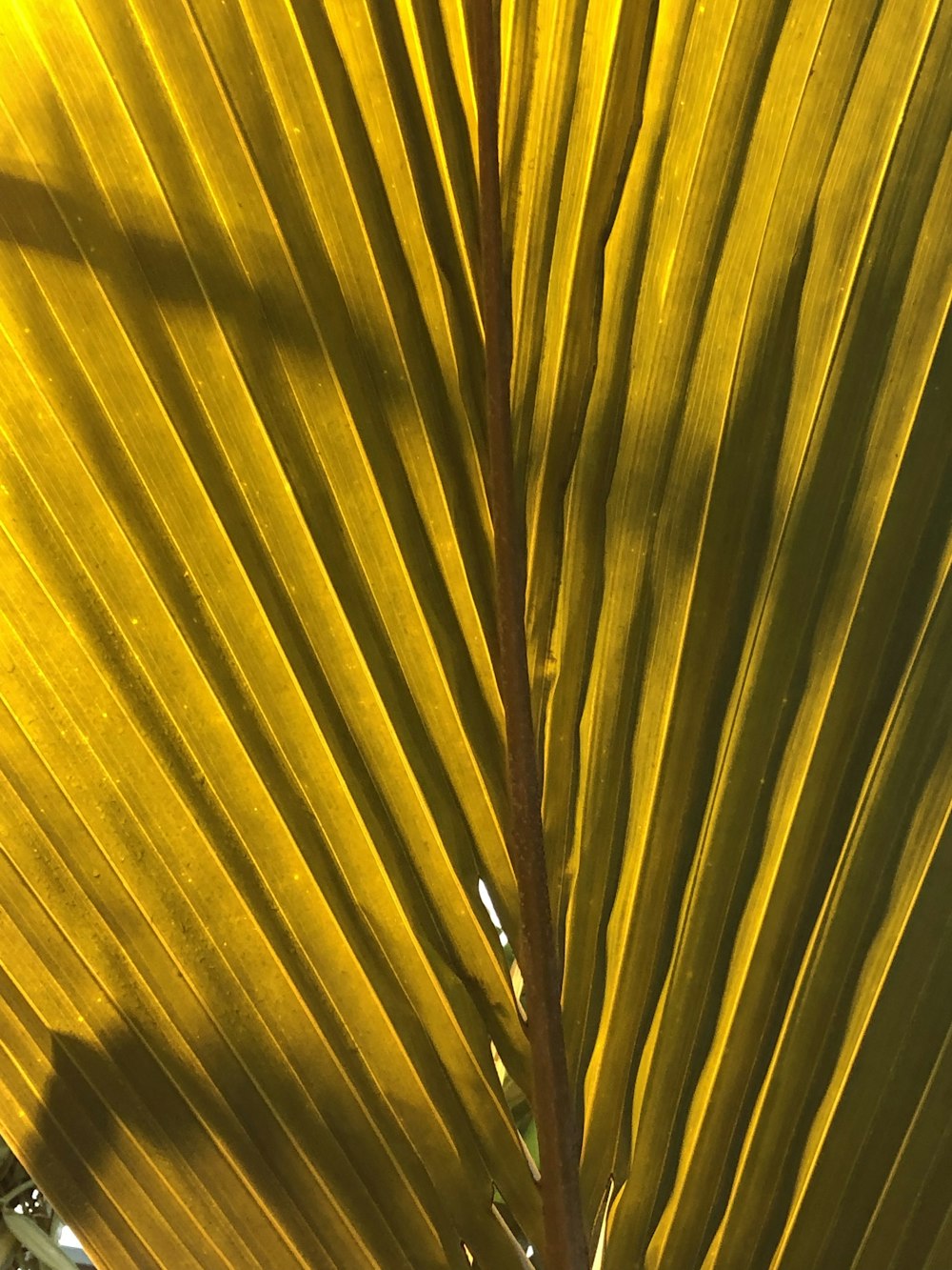 brown leaf close-up photography