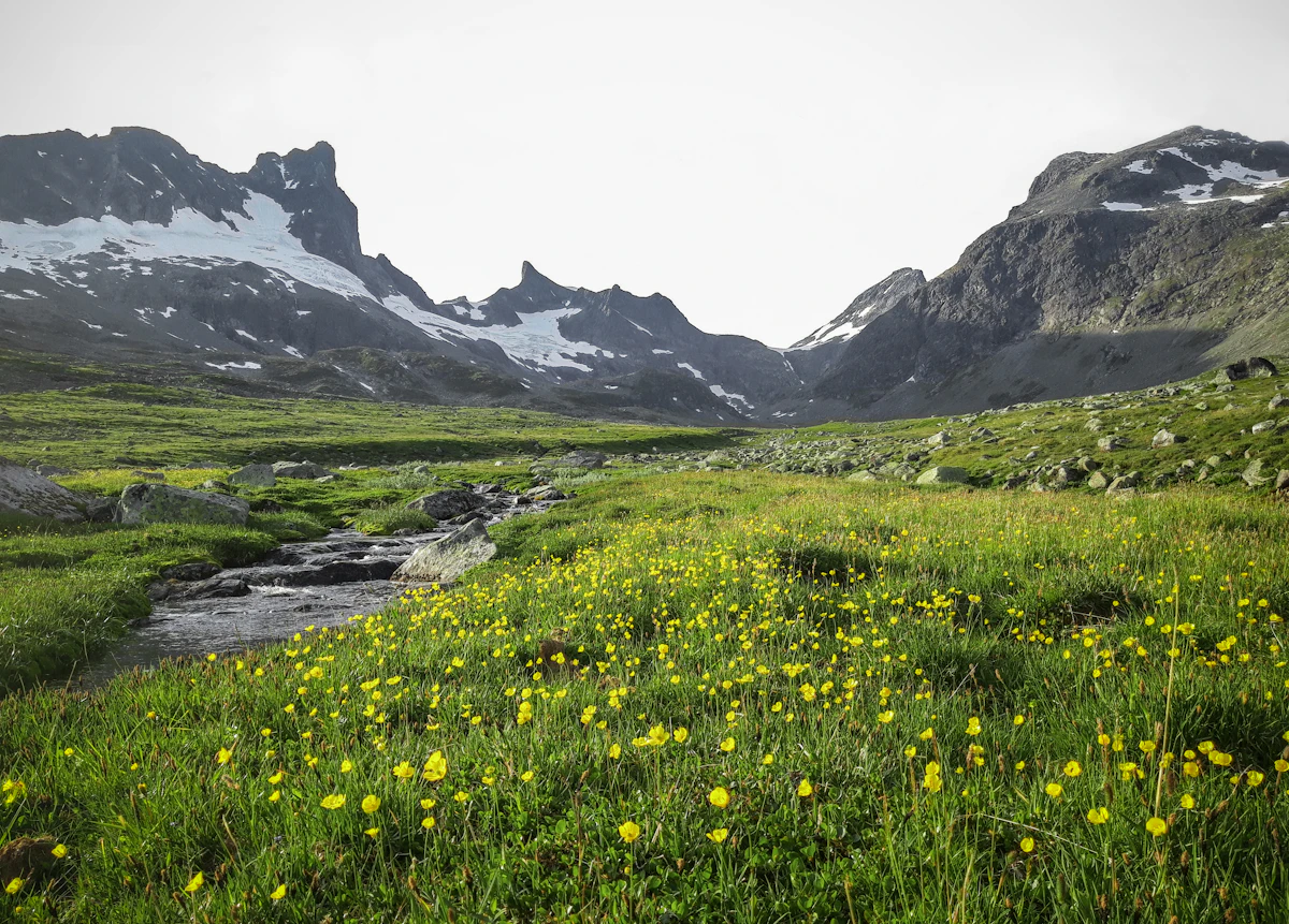 Valle con un río y un prado en flor