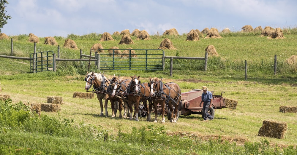 four horses pulling farm equipment