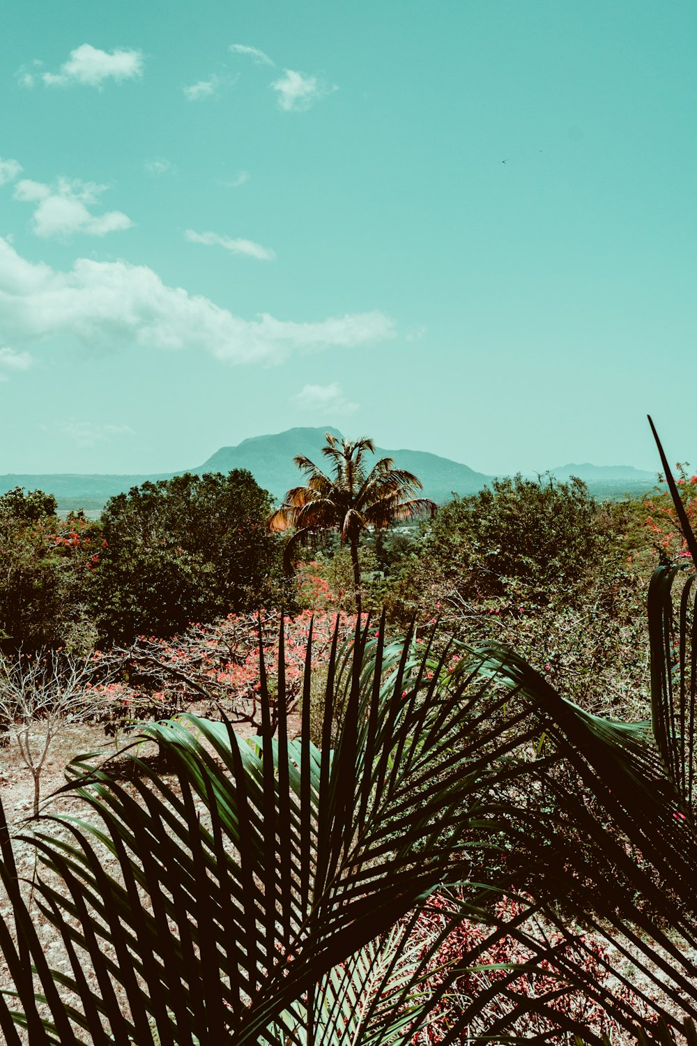 a palm tree in the foreground with mountains in the background