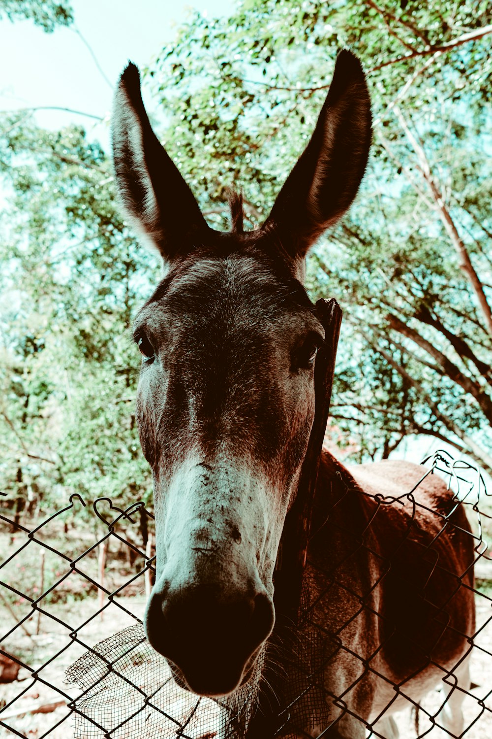 grey horse over the fence