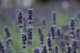 Close-up of blooming lavender fields under soft morning light.