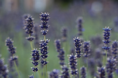 Close-up of blooming lavender fields under soft morning light.