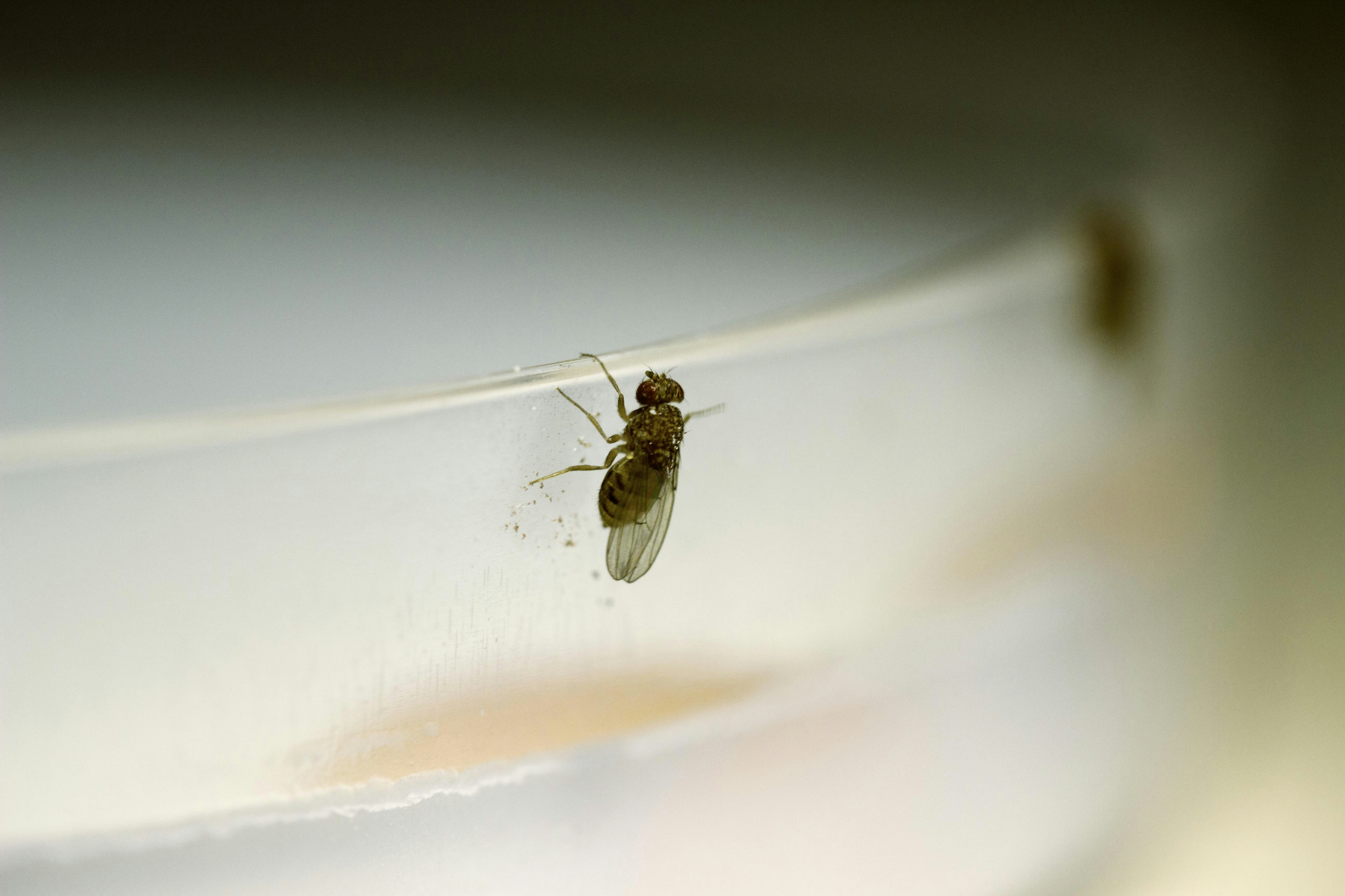 Drosophila 