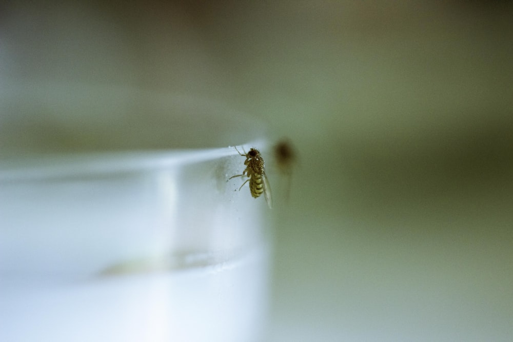 Flachfokusfotografie der gelben Wespe