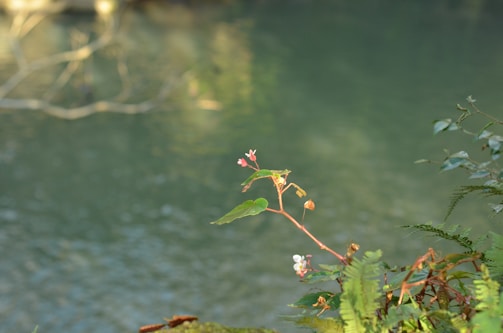 A plant illustration with flowing water effects to represent demulcent action, glowing gently on a natural background.