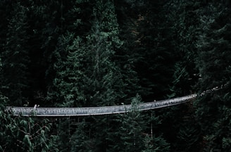gray cable bridge on forest