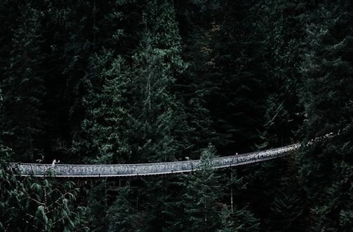 gray cable bridge on forest