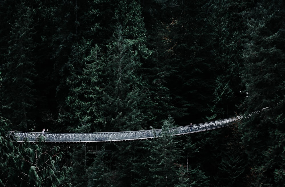 gray cable bridge on forest