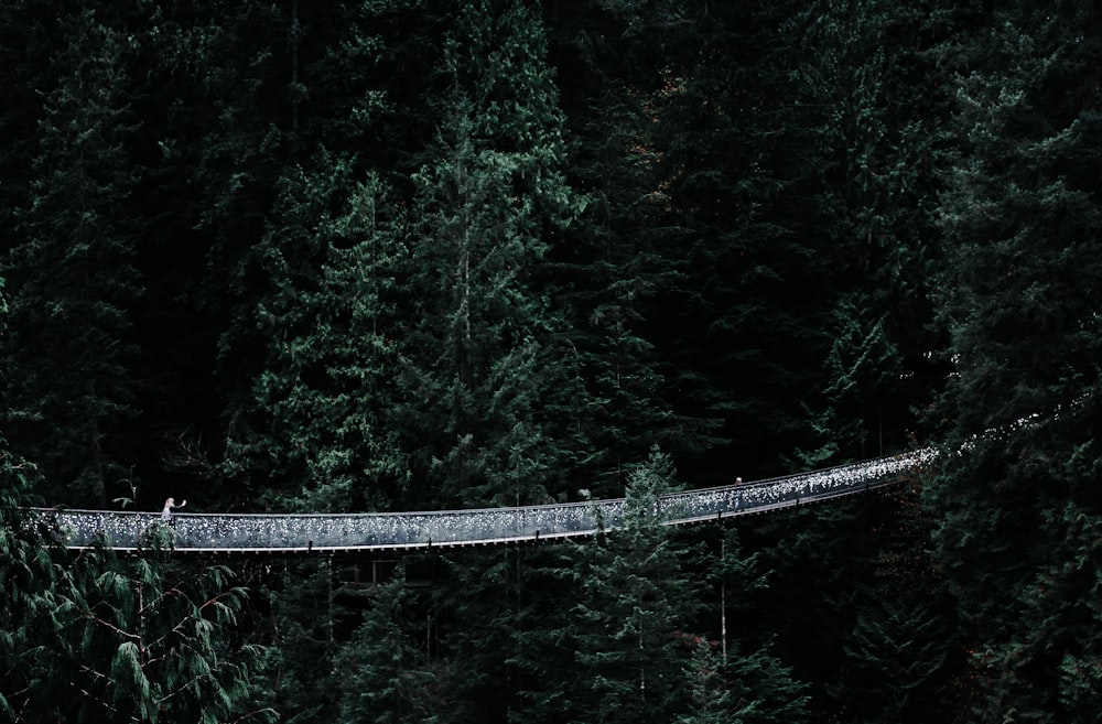 Puente de cable gris en el bosque