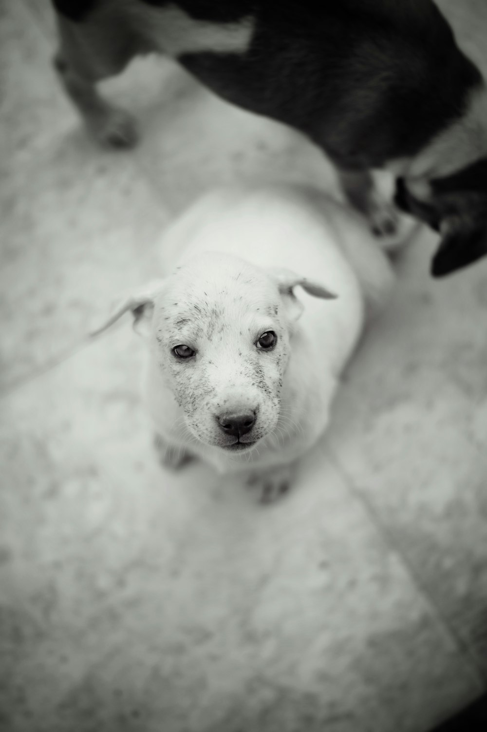 two white and black dogs