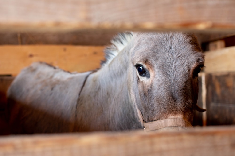 brown horse inside cage