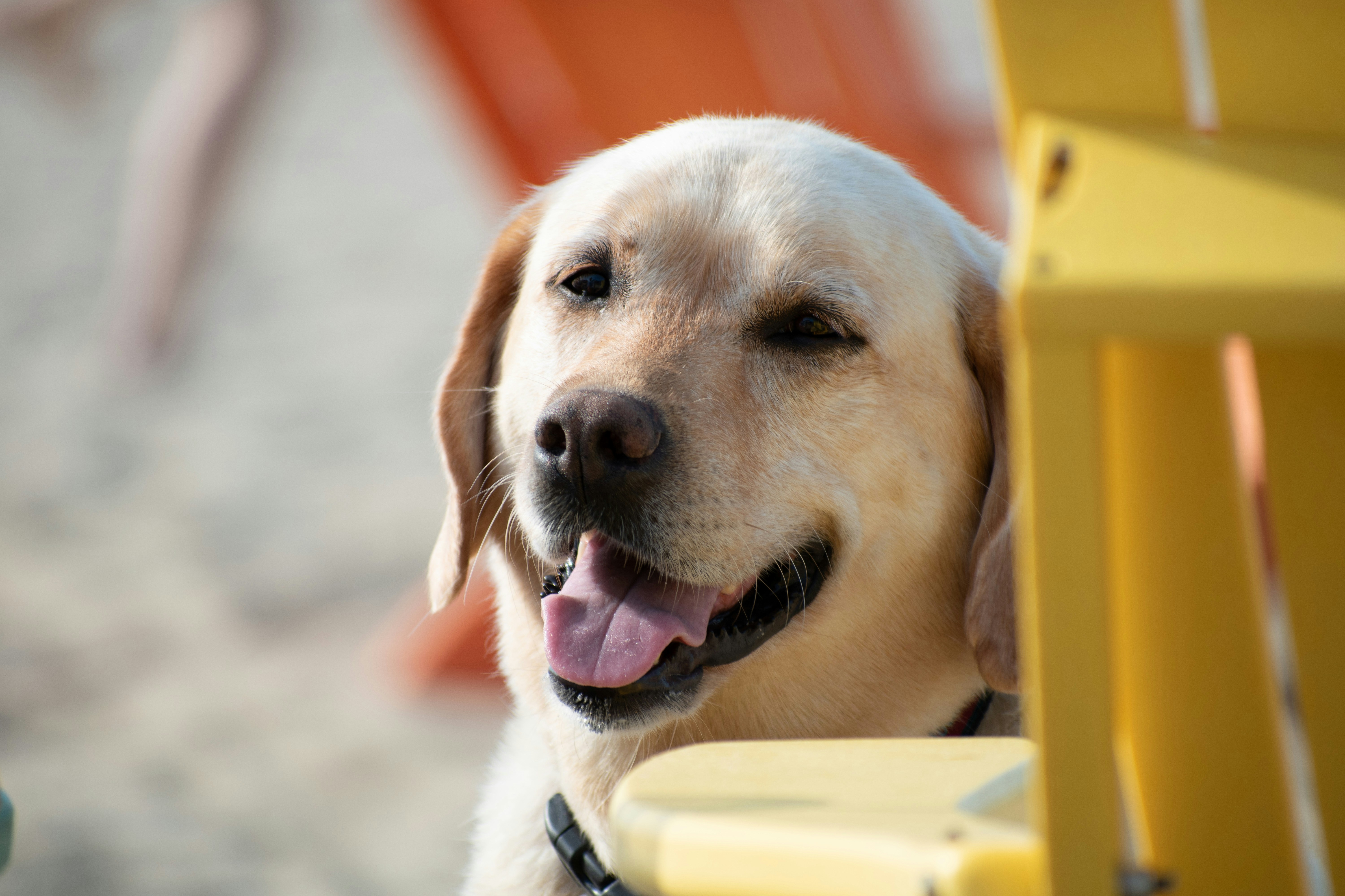 selective focus photography of adult yellow Labrador retriever