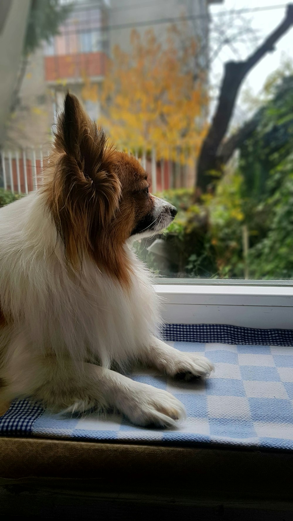 ロングコートの白と黄褐色の犬
