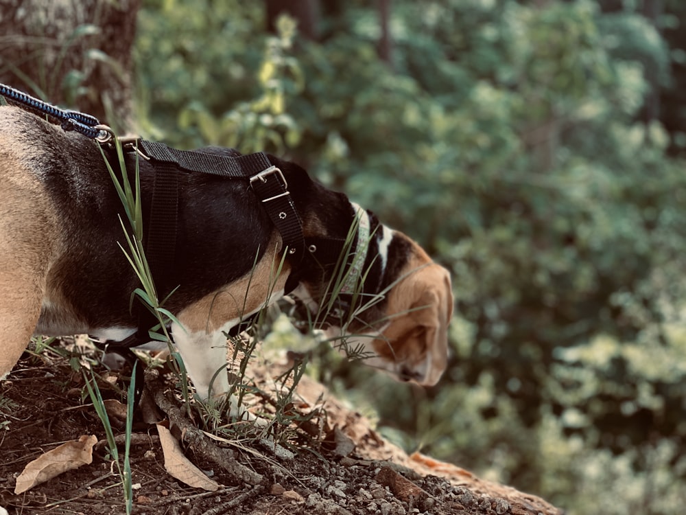 adult tricolor beagle