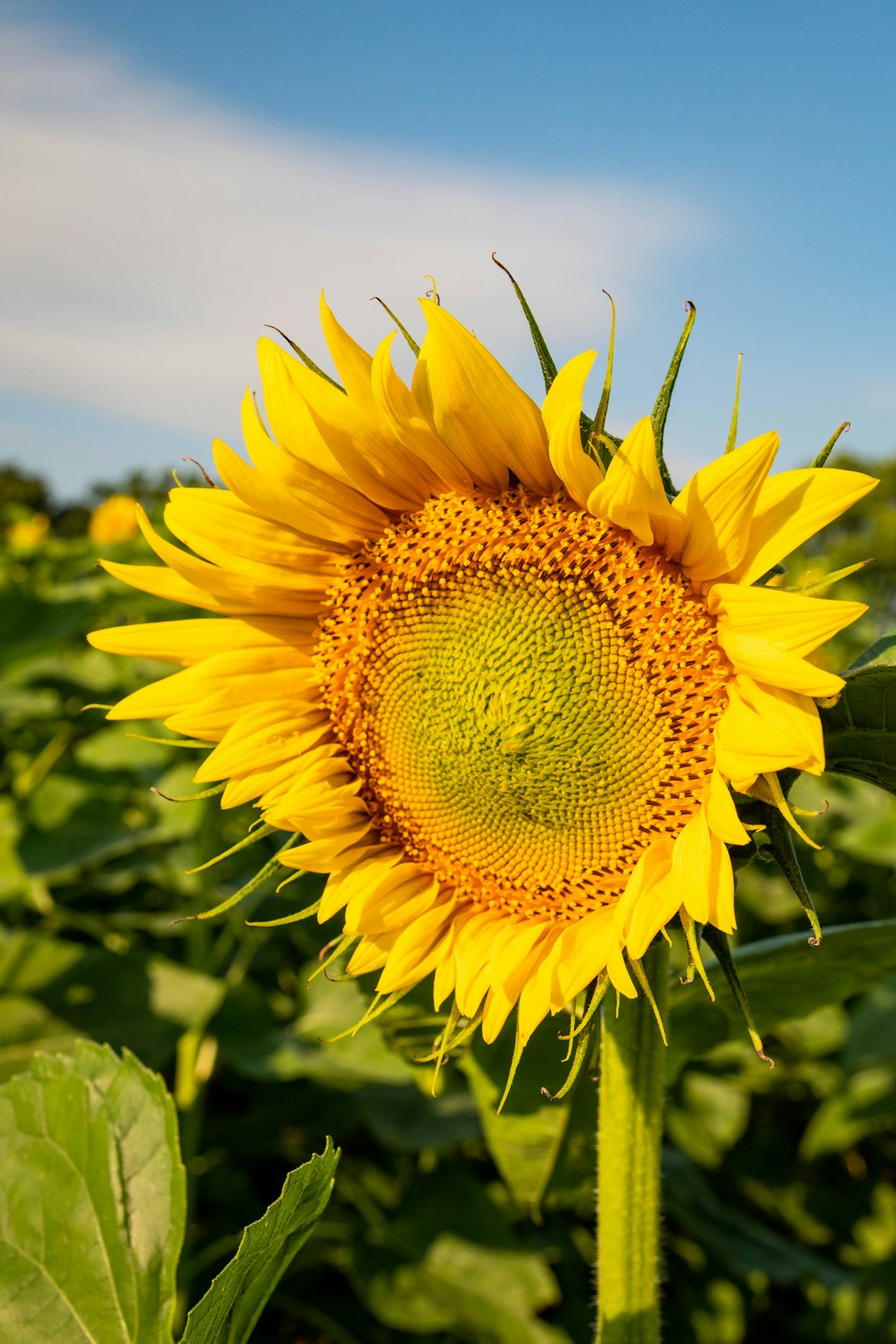 blooming yellow sunflower