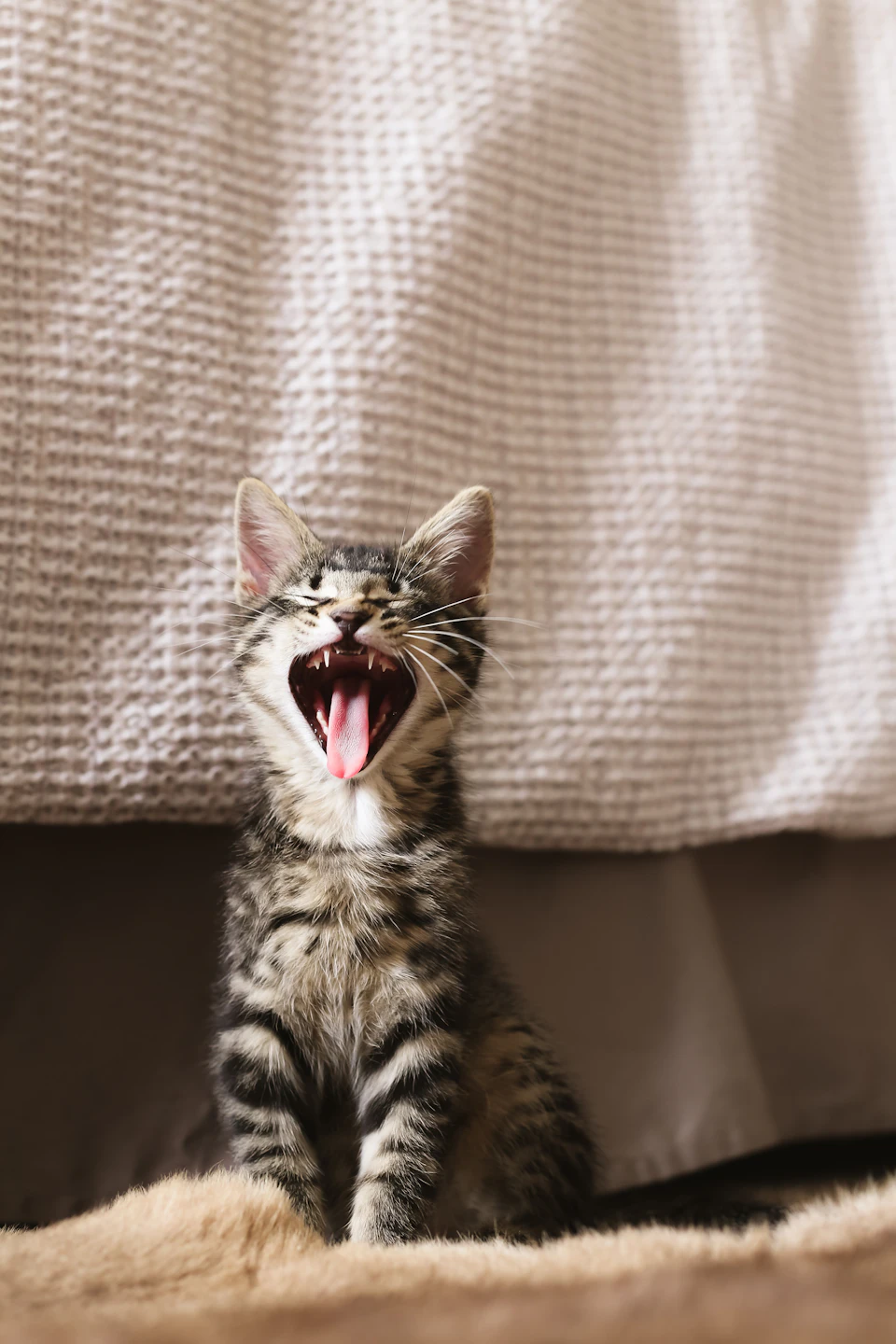 A small, striped kitten is sitting on a beige blanket with its mouth open wide and tongue out, giving it an adorable and playful expression. The kitten's fur is a mix of brown and black stripes, adding to its charming appearance. In the background, there is a white bedspread that contrasts nicely with the kitten's fur coloration.