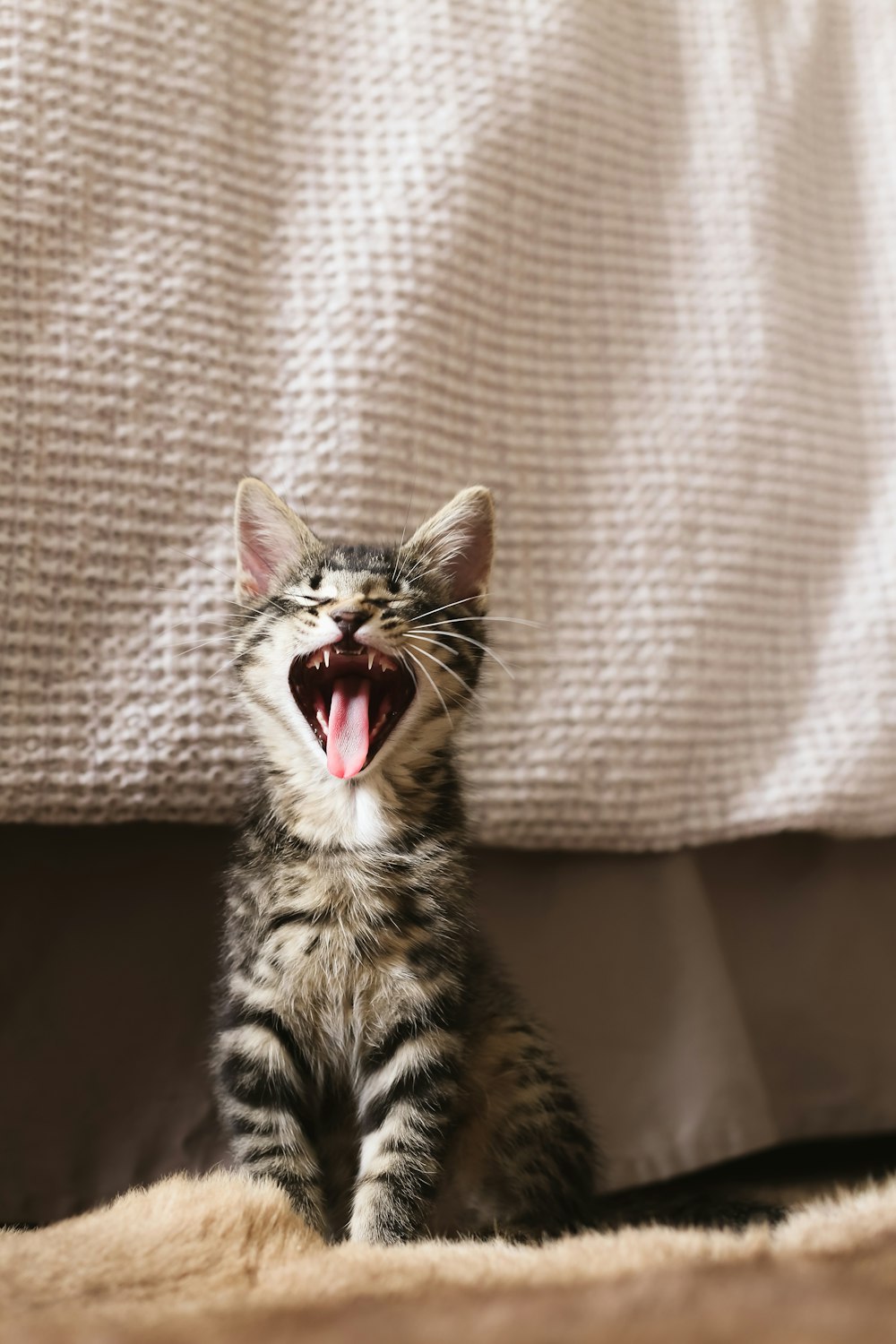 brown tabby kitten near white fabric