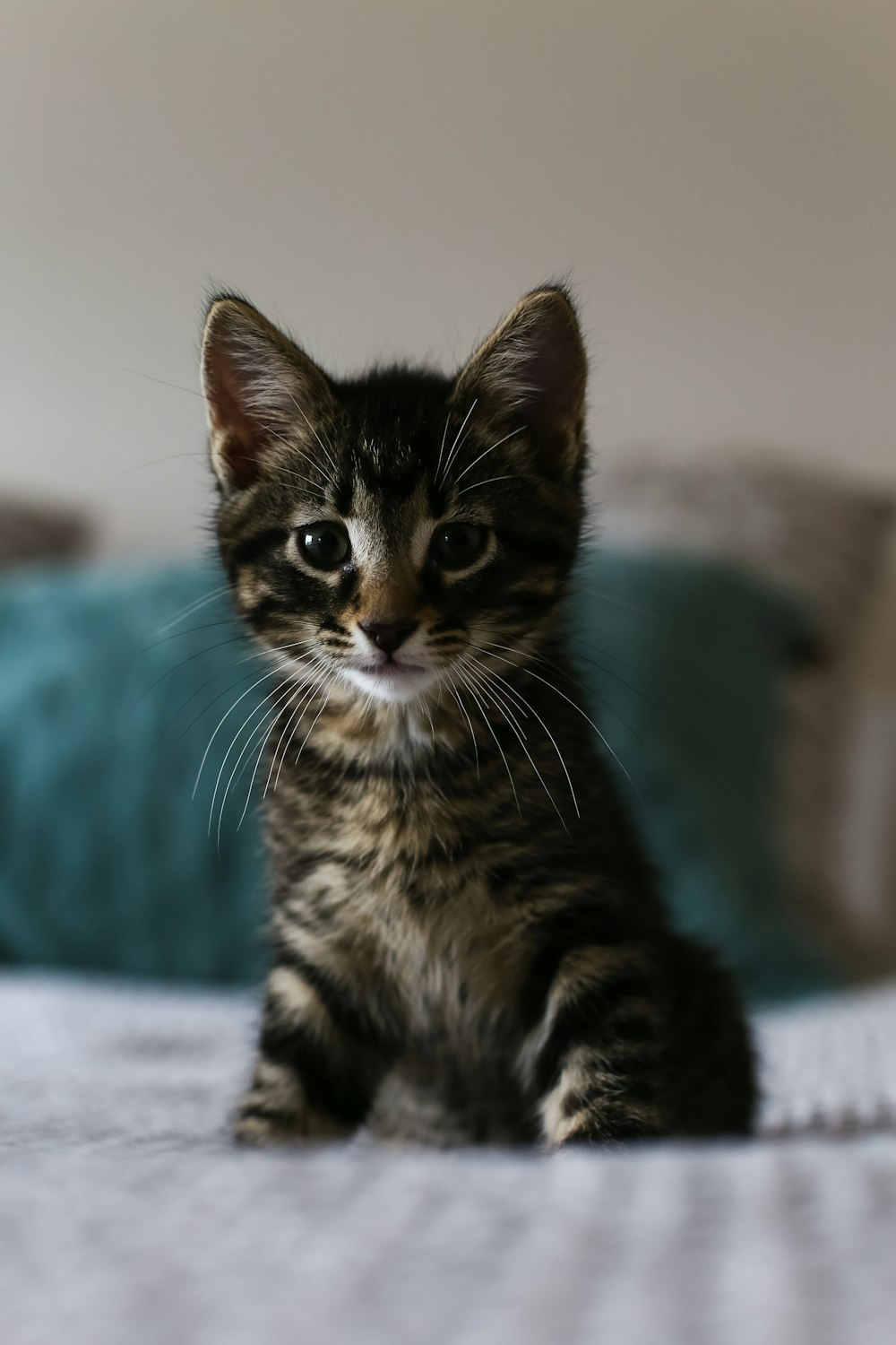 brown tabby kitten on white fabric