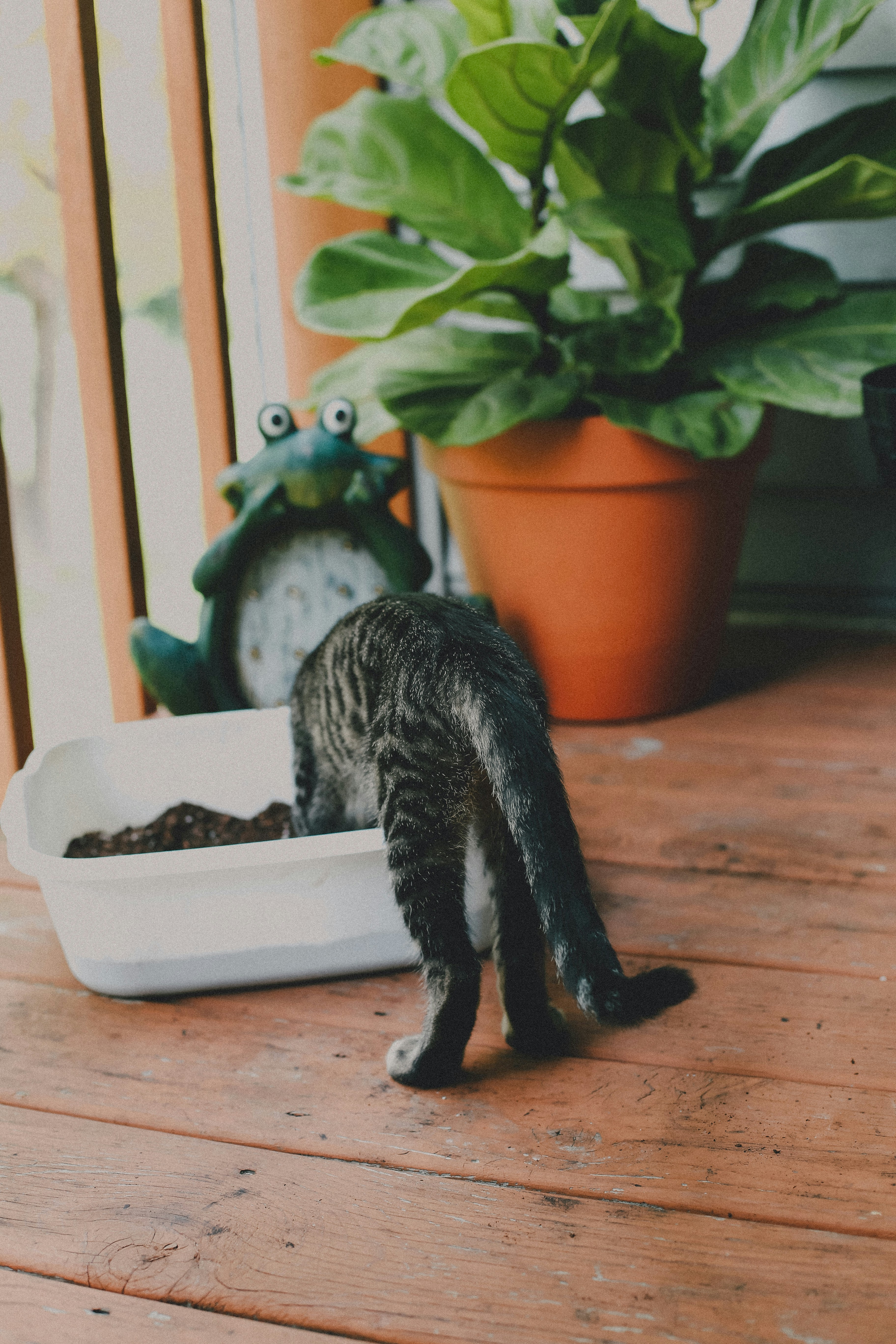 Quel bac à litière choisir pour son chat ?
