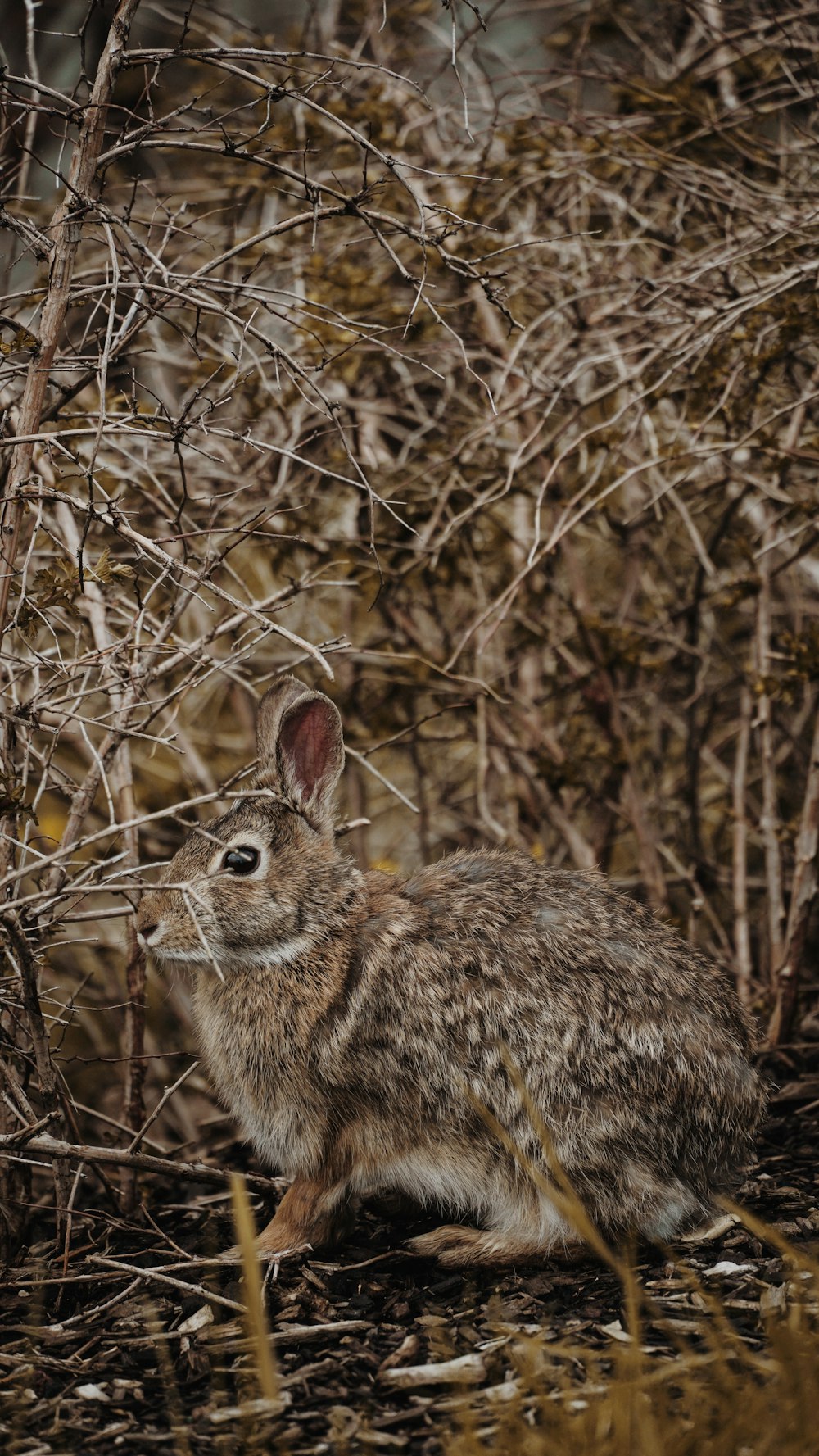 brown rabbit on plants