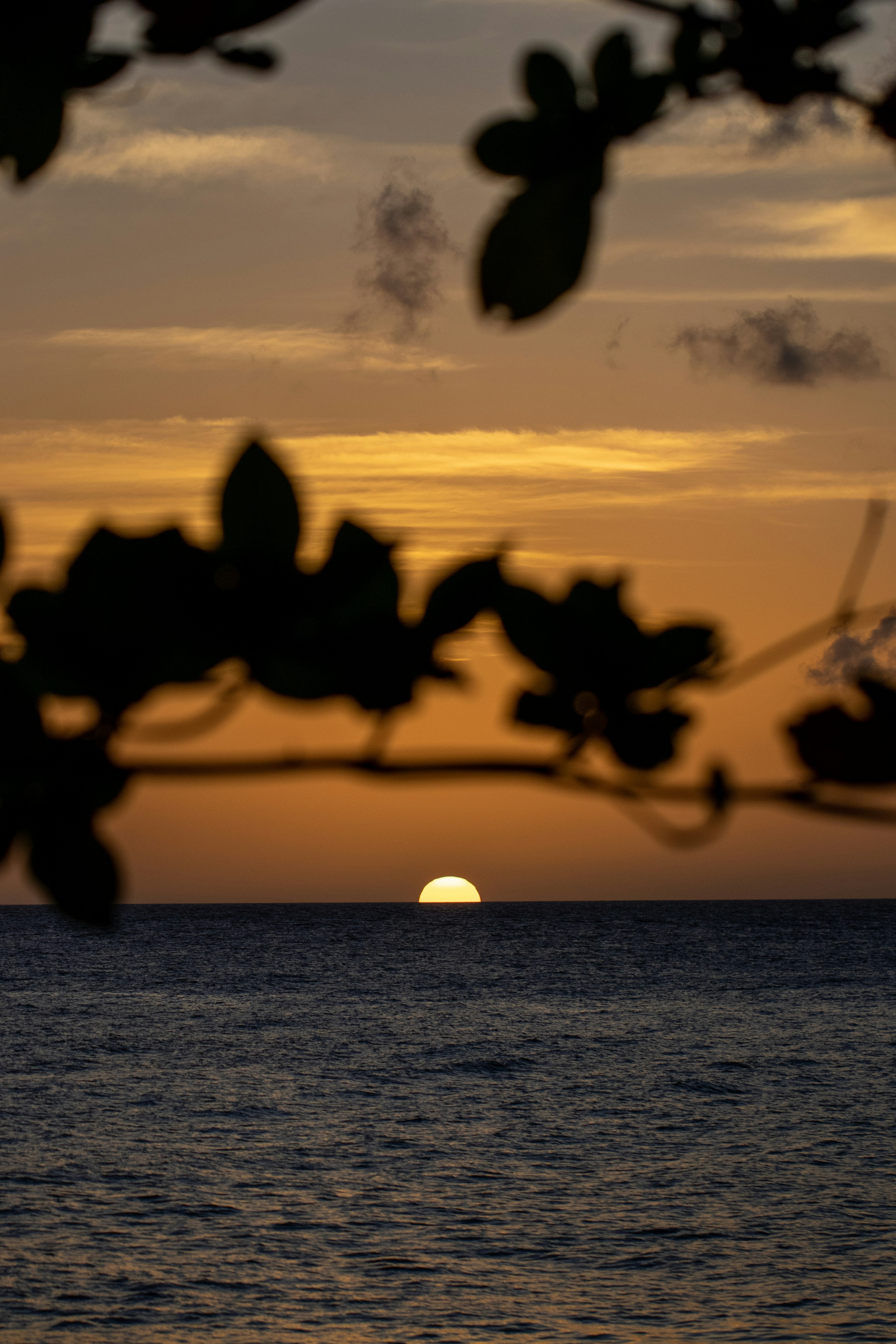 Blick auf den Sonnenaufgang mit Silhouette von Pflanzen