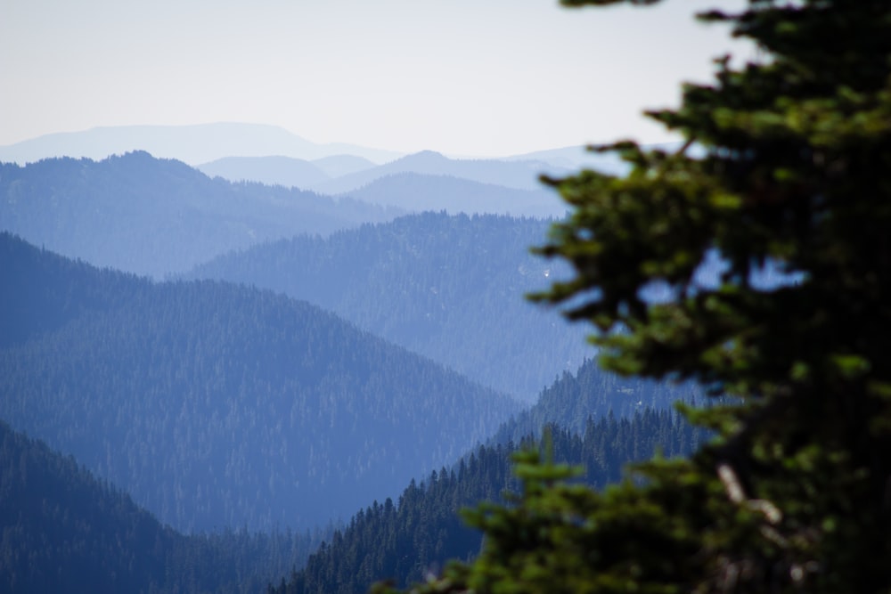 green trees