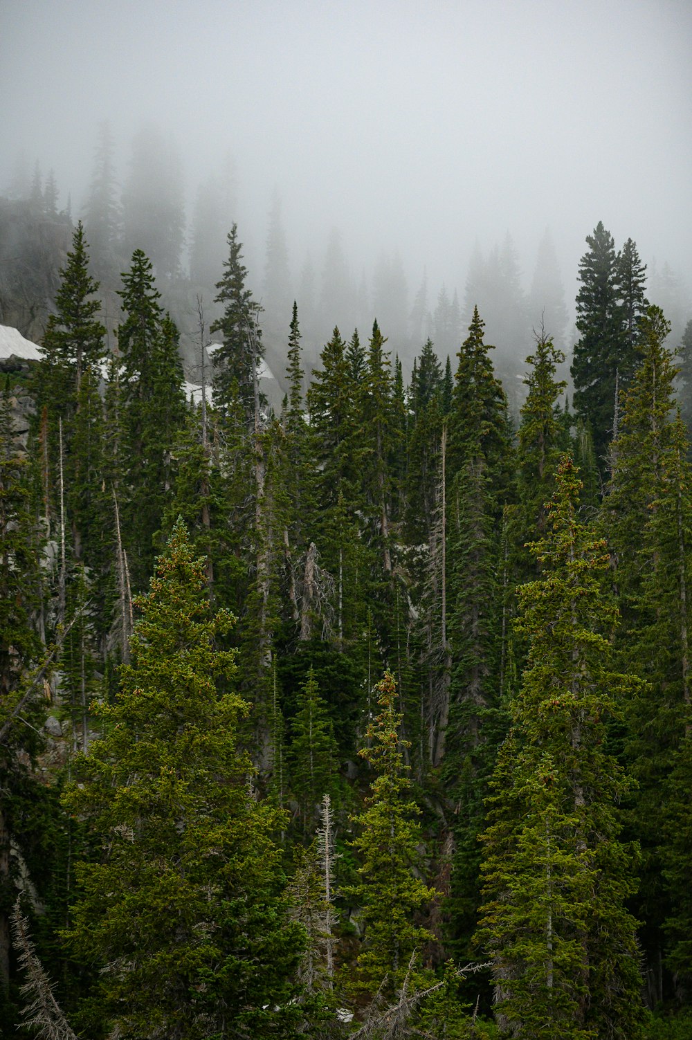 green trees