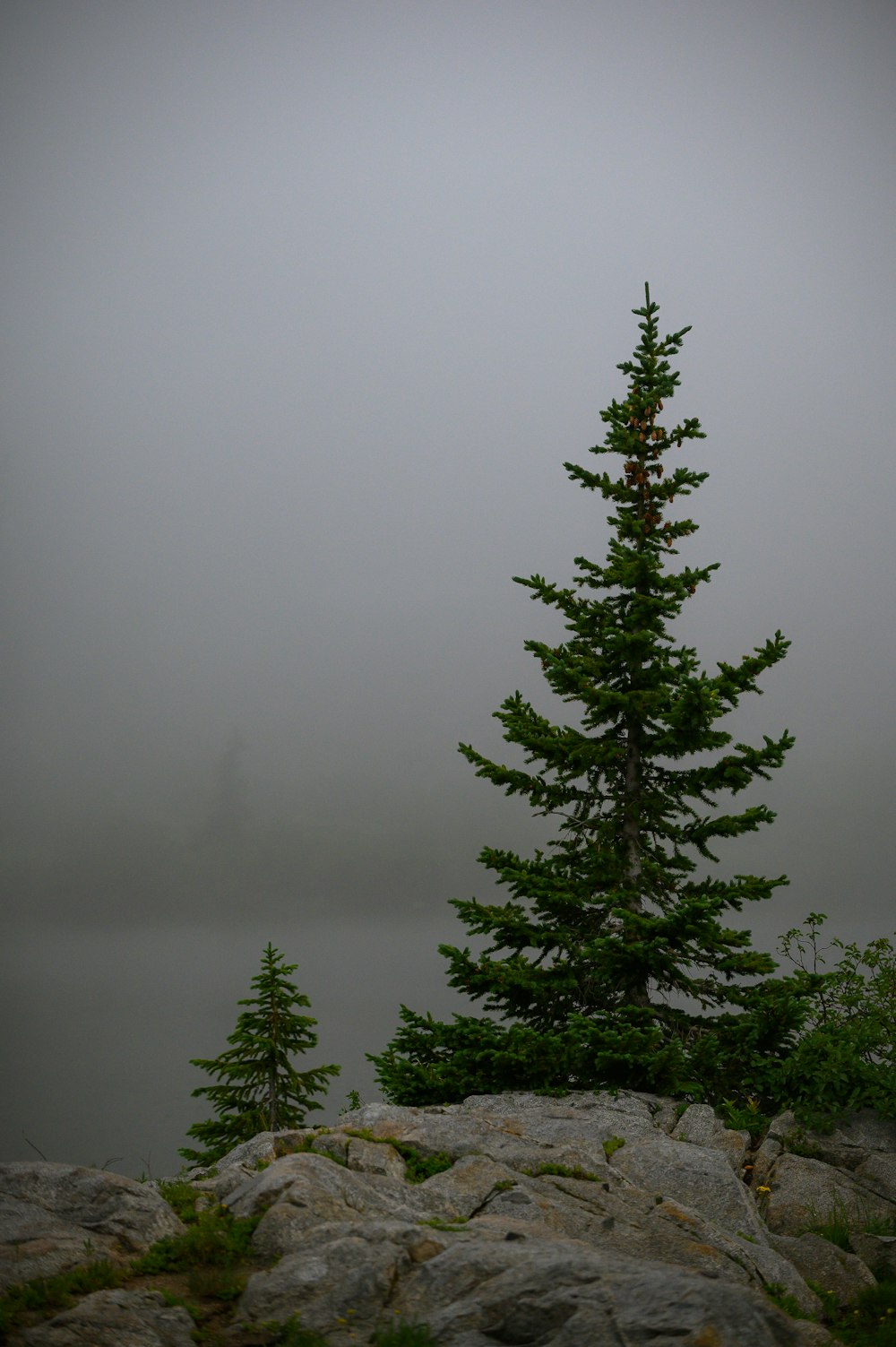 green pine trees