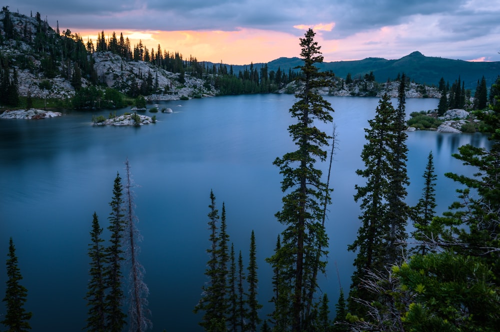 body of water beside trees