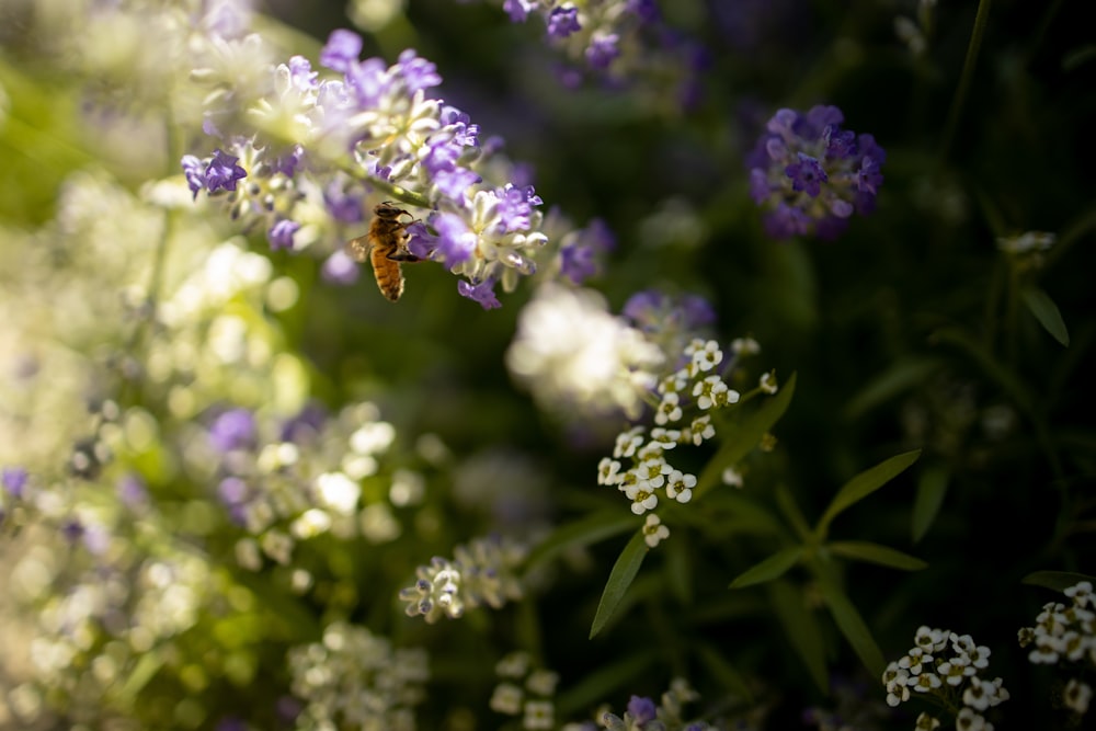 purple petaled flowers