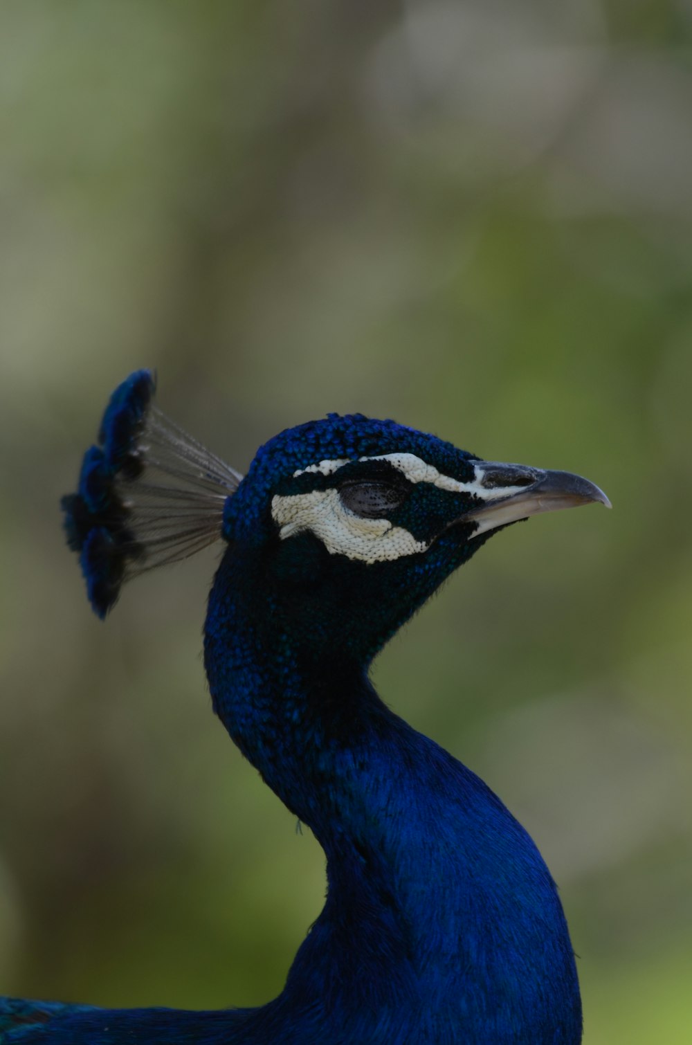 blue peacock with crest on head