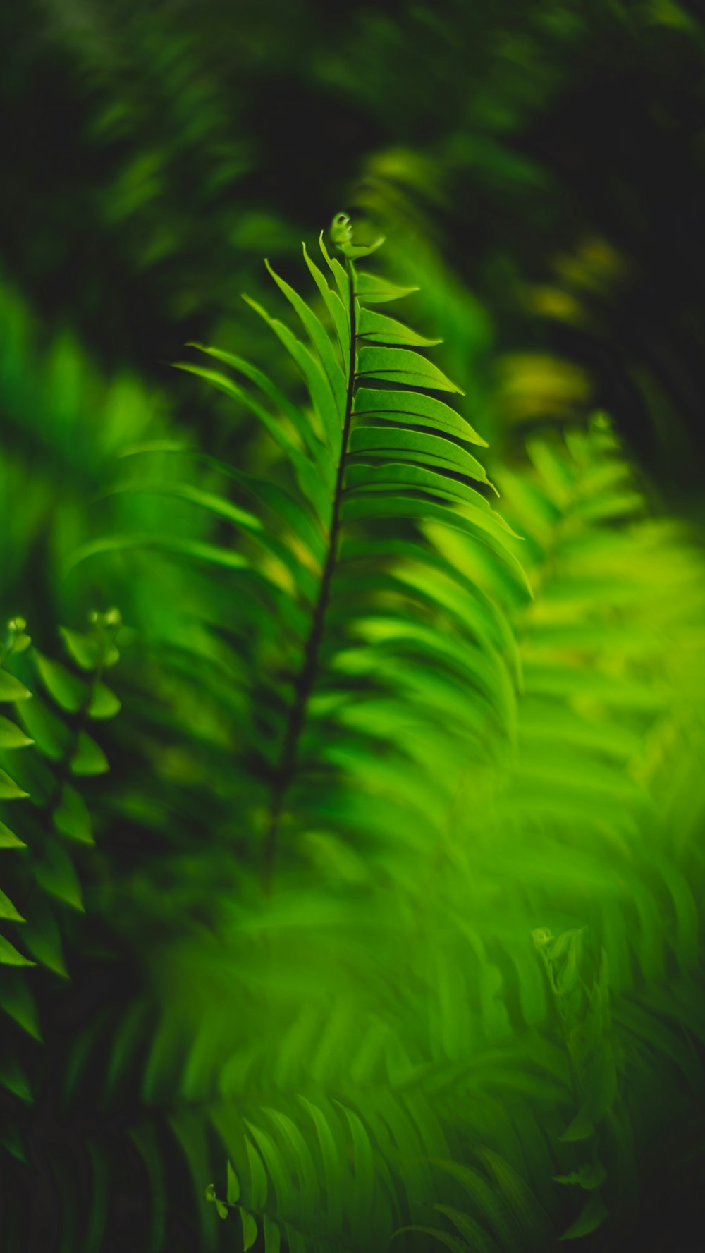 green ferns