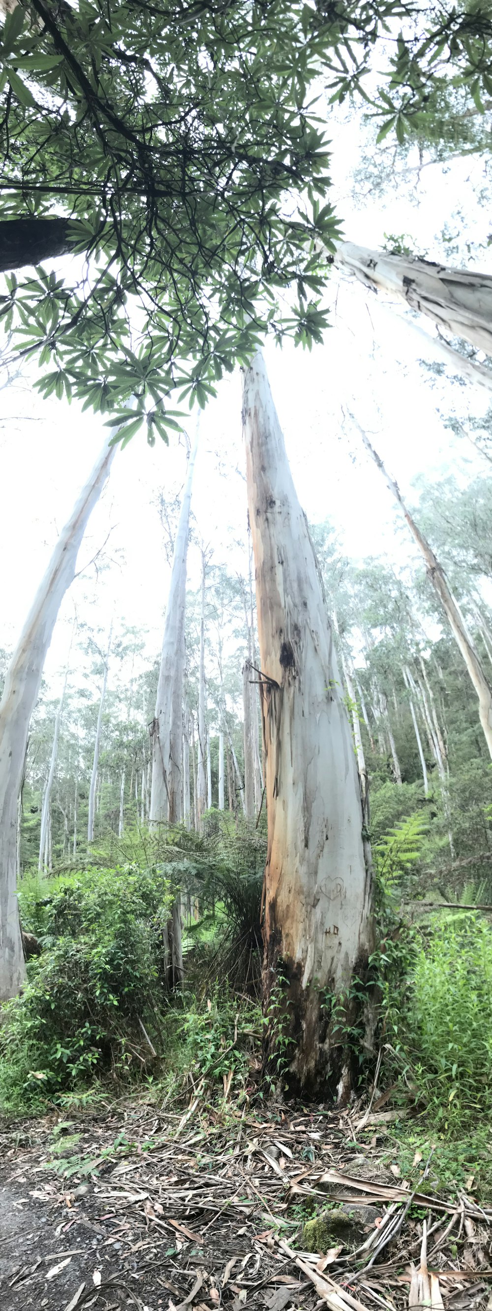 brown trees