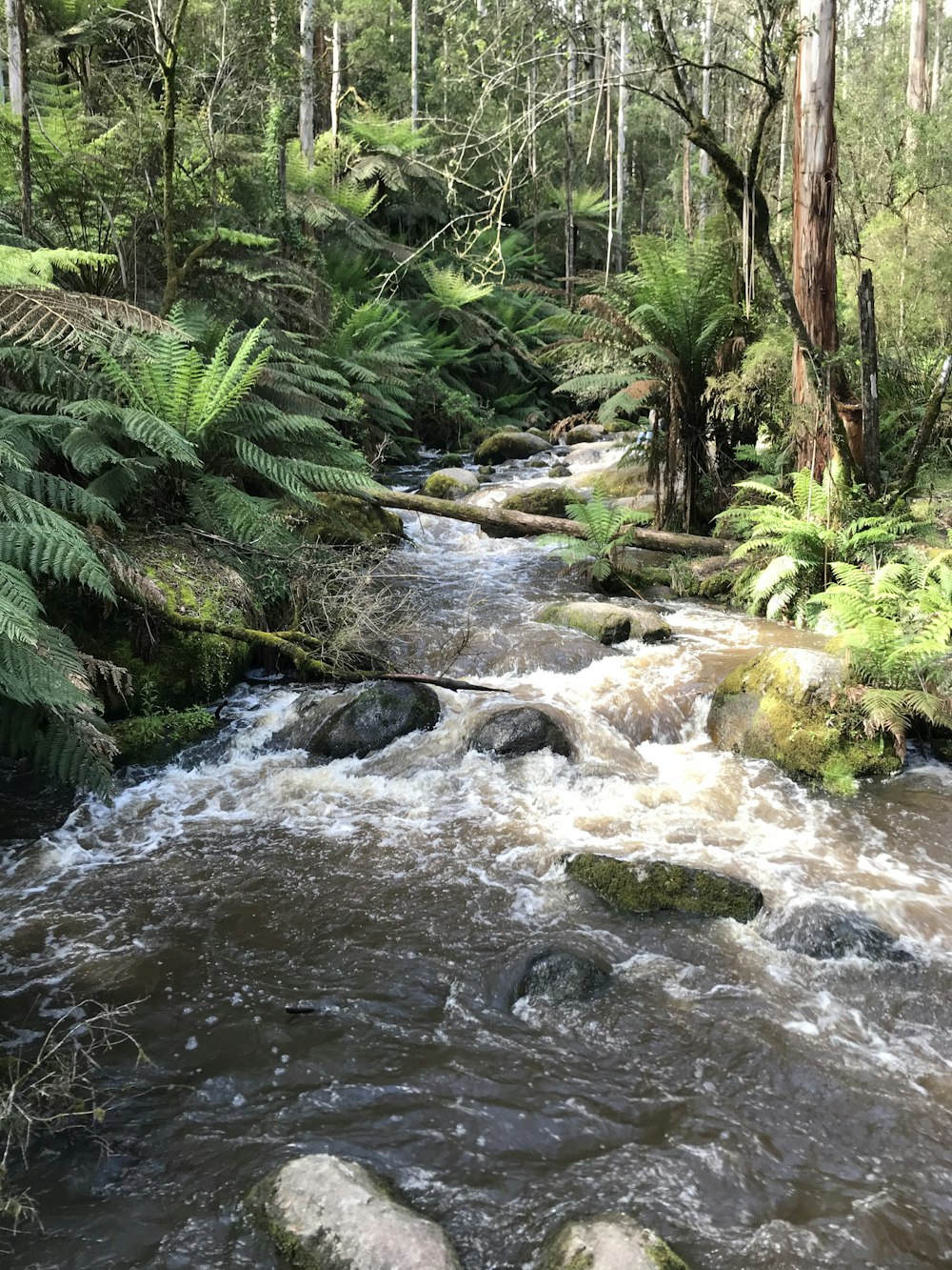 water stream with trees on sides