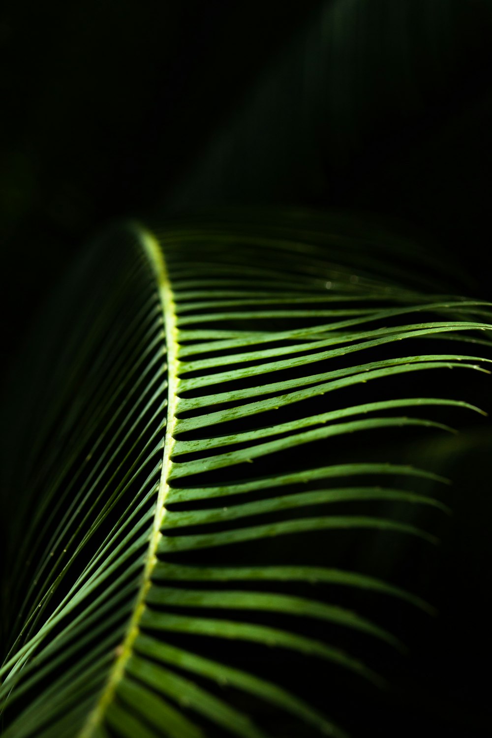 closeup photo of green palm leaf