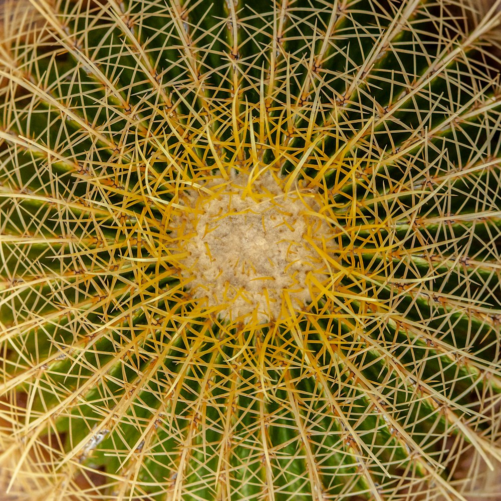 a close up view of a green cactus