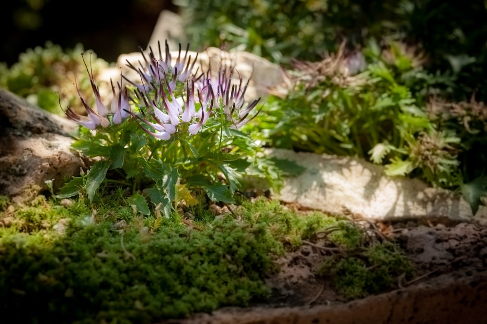 green-leafed plant