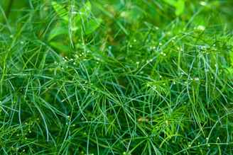 Close-up of lush green leaves intertwined with delicate handwritten postcards