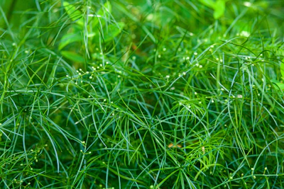 Close-up of lush green leaves intertwined with delicate handwritten postcards
