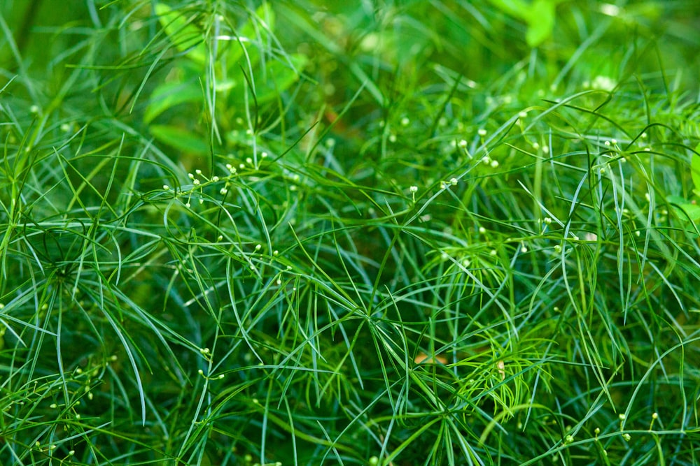 plantas de folhas verdes