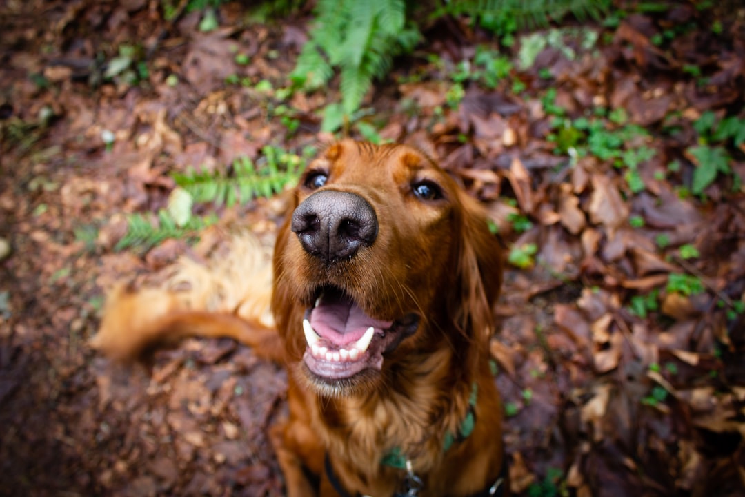 brown dog