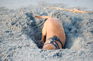 Small dog digging enthusiastically in the soft white sand under a bright blue sky