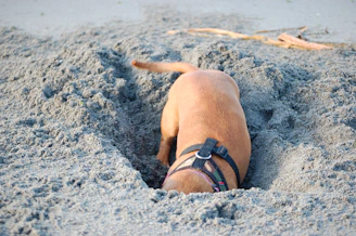 Small dog digging enthusiastically in the soft white sand under a bright blue sky